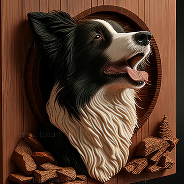 st Border Collie dog